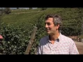 Download Lagu Discover The Wines of Chile, Part 1 of 2