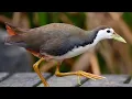 Download Lagu White Breasted Water hen Bird  Amaurornis phoenicurus Calling,Sound
