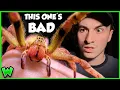 Lagu The Truth About The World's Most Venomous Spider
