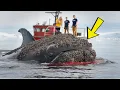 Download Lagu A humpback whale, injured by barnacles, was successfully rescued by a rescue team.