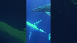 Swimming with WHALES! #sailing #whales #moorea