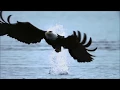 Download Lagu Fly Like An Eagle ~ Steve Miller Band {Music Video HD}