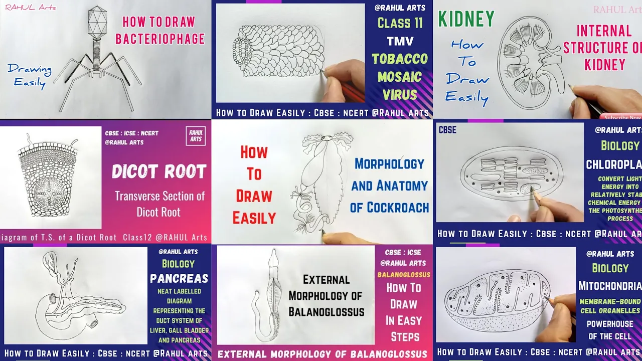 Most Important Diagrams Class 11 : You Must Practice | How to Draw Easily Biology Diagrams