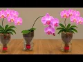 Download Lagu Kweek orchideeën zonder water te geven – Zie hoe 100 wortels het hele jaar door groeien en bloeien!