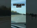 Near Collision With Moose