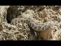 Spider-tailed horned viper