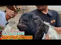 Download Lagu MASKOT OLA OLO FARM BOTOH UNGGOL.O\