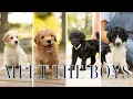 Meet the Boys Ruby x Oreo Litter AKC Standard Poodle Puppies