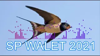 Download SP WALET 2021 VIRAL II Suara Pemanggil Burung Walet Terampuh MP3