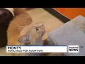 Furever Home Pet of the Week Monty