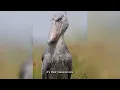 IS This Prehistoric Bird a REAL LIFE DINOSAUR?