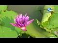 ลาวเจ้าชู้ - Spa Music 6 ดนตรีบำบัด เพลงสปา (Official Music)