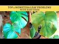 Download Lagu MONSTERA DELICIOSA TOP 5 PROBLEMS AND EASY FIXES