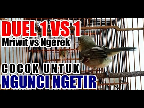 Download MP3 Sirtu / Cipoh Tarung Duel 1vs1 Suara Khas Meriwit Saling Sahutan