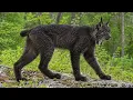 Rare Creature Caught On Camera, Leaves Scientists Speechless