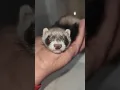 Download Lagu CUTE FERRET Sleeping In My Hand ❣️🦦❣️ #Shorts