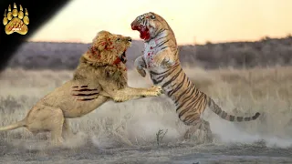 مقارنة النمر أمام الأسد من سيفوز 