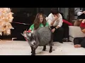 Toast Gives Pokimane a Living Pooping Goat