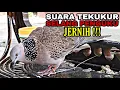 Suara tekukur \