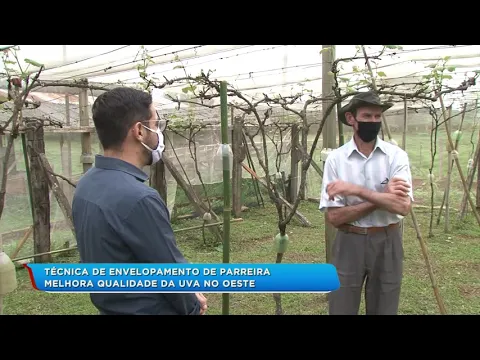 Técnica de envelopamento de parreira melhora qualidade da uva no Oeste de SC