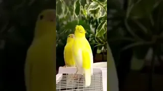 تغريد طائر الكناري على الأنثى لتزاوج Canari Chantant à La Femelle Pour L Accouplement Saka تقديم 