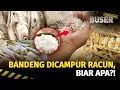 Download Lagu Dosa! Pindang Ikan Bandeng Dicampur Racun Kimia | Buser Investigasi