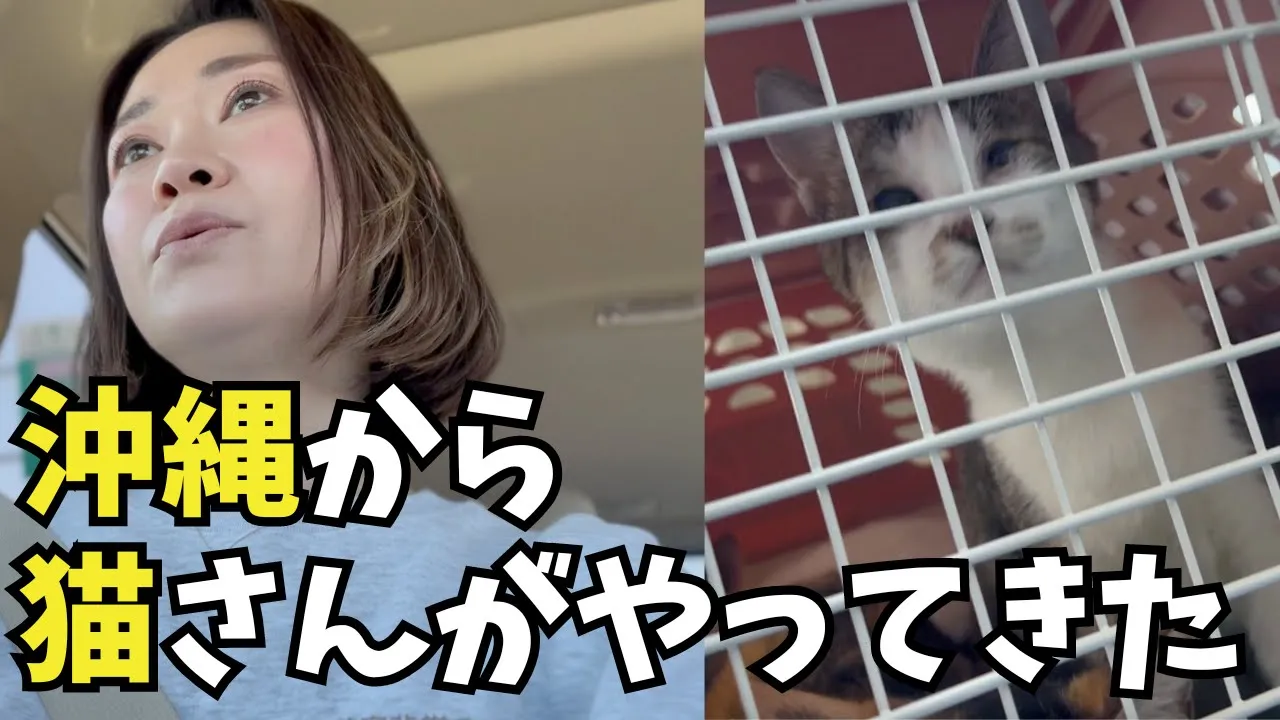 沖縄からやってきた3匹の猫さん