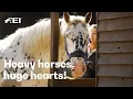 Download Lagu Noriker, Suffolk Punch \u0026 Co: Dorset Heavy Horse Farm Park | RIDE presented by Longines