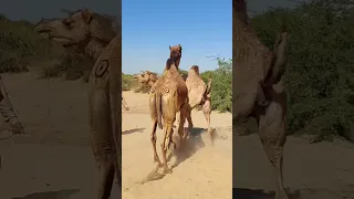                    دندنها