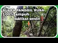 Download Lagu SUARA PANGGILAN RUSA DI ALAM LIAR - bagas malindo