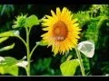 Royalty Free Stock Images Quality 9 Flower Pictures Commercial use