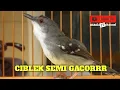 Download Lagu ciblek semi gacor ll cisem gacor !! masteran ciblek semi gacor