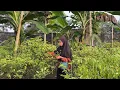 Download Lagu Panen Cabai (Chili), Masak Rica-rica Ayam Pedas