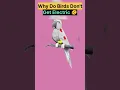 Download Lagu why do birds don't get electric shock