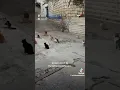 Download Lagu 😸 Cat Khutbah | Syrian Man Prepares Cats for Ramadan #ramadan