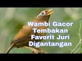 Download Lagu Wambi Gacor Full Isian Favorit Juri Digantang