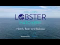 Download Lagu Learn about the work of the Firth of Forth Lobster Hatchery-full feature