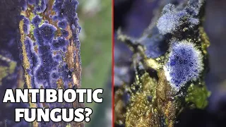 This Blue Fungus Hides a Medical Secret (Cobalt Crust Fungus)