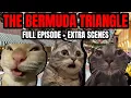 CAT MEMES: THE BERMUDA TRIANGLE | FAMILY SEATRIP SPECIALS