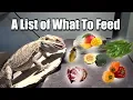 What To Feed Your Bearded Dragon