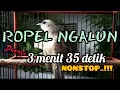 Download Lagu ROPEL NGALUN #trucukgacor #ropelmania #trucukan