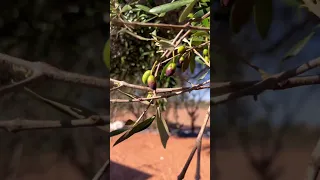 Under The Olive Tree تحت الزيتونة 