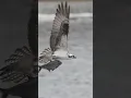 Download Lagu Osprey with a giant fish 🐟!! Sony A1ii + Sony FE 400-800 #wildlife