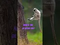 Download Lagu Pure Love in the Forest. #MotherNatureLove#WildlifeMoments#BabyDeer#NaturePhotography