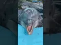 suara lucu lumba lumba #fyp #viral