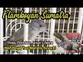 Download Lagu Flamboyan Sumatra - Cara Membedakan Jantan/Betina Secara Detail \u0026 Jelas, Bagus juga untuk Masteran.