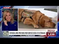 FOX News America s VetDogs joins Martha MacCallum in honor of Veterans Day