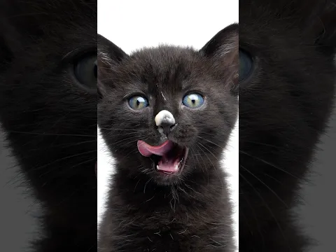 Kitten photoshoot at the animal shelter 📸😻 #kittens #catphotography #cutecats #animalshelter