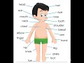List Of 20 Body Parts Name 20