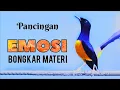 Download Lagu PANCING EMOSI  🎵  BONGKAR MATERI